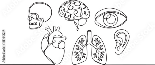 One line human organs. Minimal skull, brain and heart. Vision eye, hearing organ ear and lungs.one line vector illustration with white background