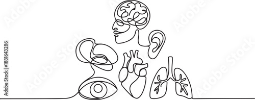 One line human organs. Minimal skull, brain and heart. Vision eye, hearing organ ear and lungs.one line vector illustration with white background