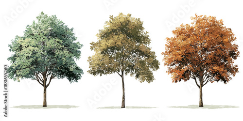 Three trees in different seasons - spring, summer, autumn