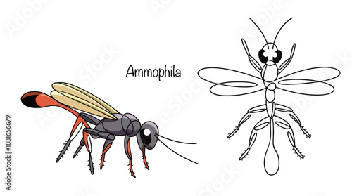 Ammophila