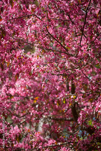 Wallpaper Mural Malus sargentii Rehder - Sargent’s crabapple Torontodigital.ca