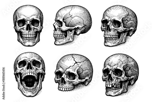 Intricate engraving style human skulls: vintage anatomy heads in various poses
