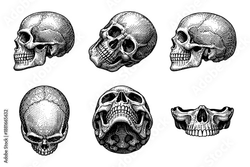 Intricate black and white skull designs in various angles