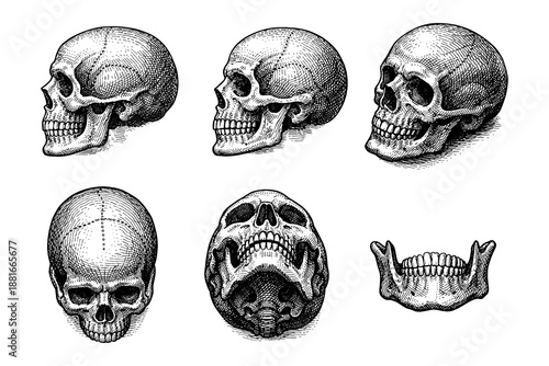 Detailed engraved sketches of human skulls from various angles