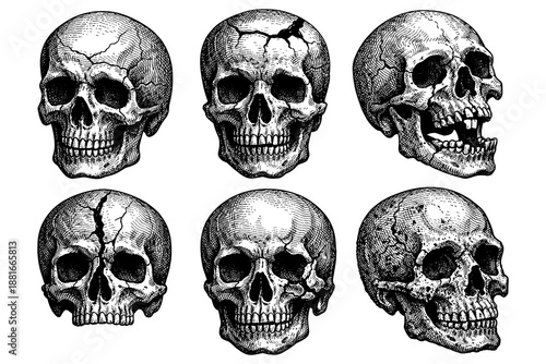 Detailed hand drawn skull collection with various expressions on white background