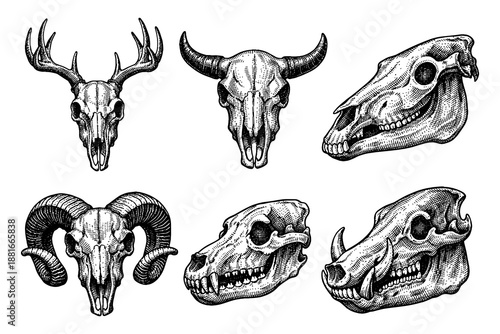 Vintage animal skull collection: detailed engravings of deer, bull, horse, ram, wolf, and boar