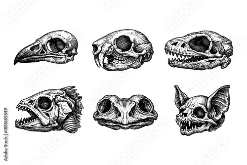 Intricate animal skulls collection in detailed engraved style