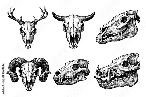 Intricate animal skull drawings: deer, bull, horse, ram, canine, boar designs