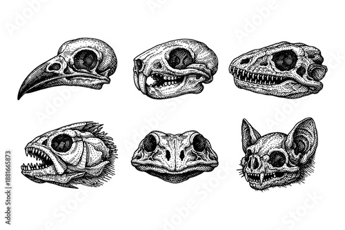 Intricately detailed animal skulls ink artwork set on white background
