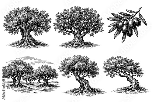 Vintage olive trees and branches set in detailed hand-drawn style
