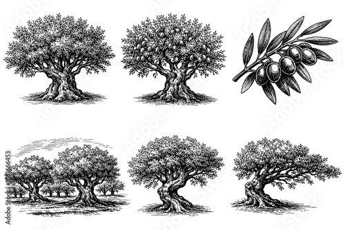 Detailed ink drawings of olive trees and branch with leaves and olives