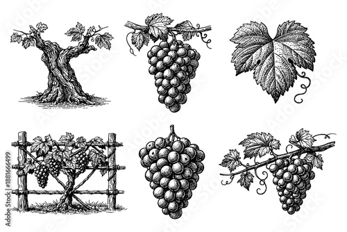 Detailed vintage grape and vine set with leaves and bunches