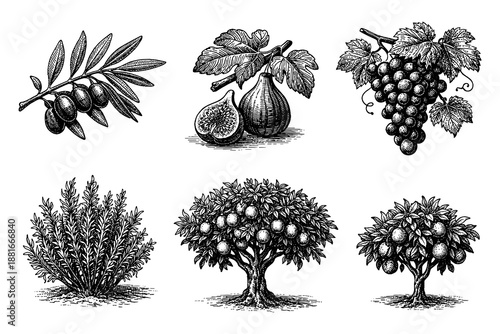 Vintage botanical engravings of mediterranean fruit trees and herbs