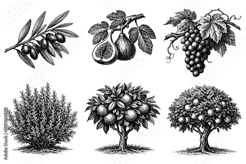 Detailed botanical engravings of olive branch, figs, grapes, rosemary, and orange trees
