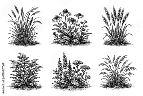 Hand drawn wild plants and flowers collection in vintage style for nature enthusiasts