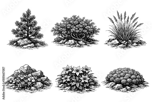 Hand drawn botanical collection featuring various plant groups