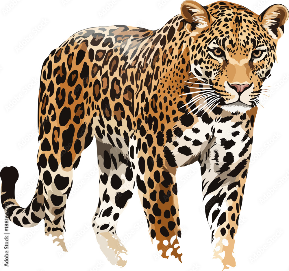 Obraz premium Leopard Vector Side View