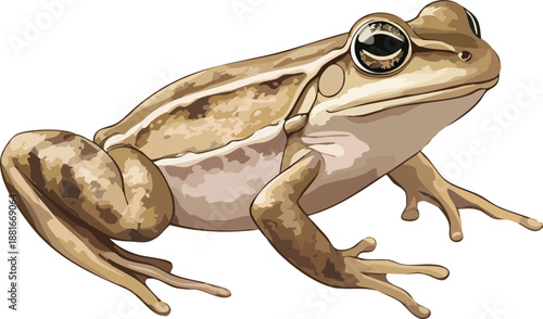 Frog Vector Side View Reptile