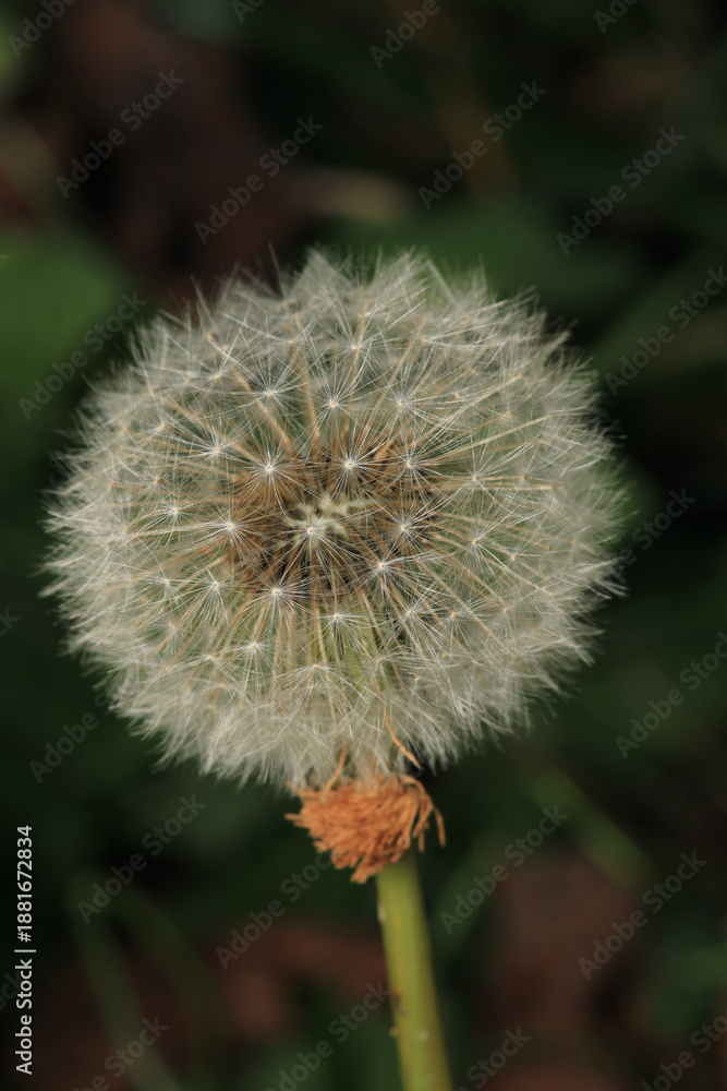 Fototapeta premium dandelion seeds are thrown in the wind 