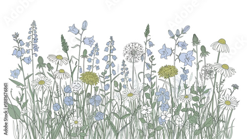 Colorful Wildflowers and Grasses Botanical Illustration on White Background