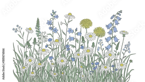 Delicate Wildflower Meadow Illustration with Daisies and Bluebells in Full Bloom