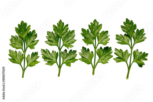 Close-up of four sprigs of vibrant green parsley leaves on a solid black background