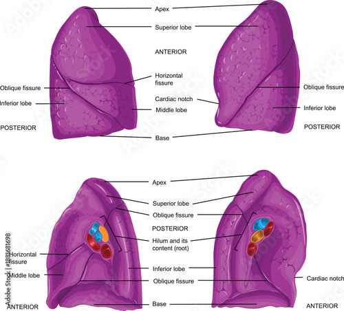Educational Resource: Internal and External Lung Anatomy