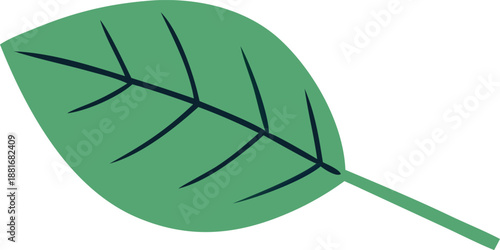 Single green leaf with veins