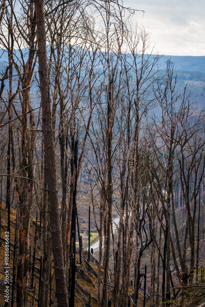Fototapeta premium HRENSKO, CZECH REPUBLIC. 30th March 2025. Pravciska Brana valley with burned trees on mountains. The Pravciska brana is a narrow rock formation in Bohemian Switzerland in the Czech Republic.