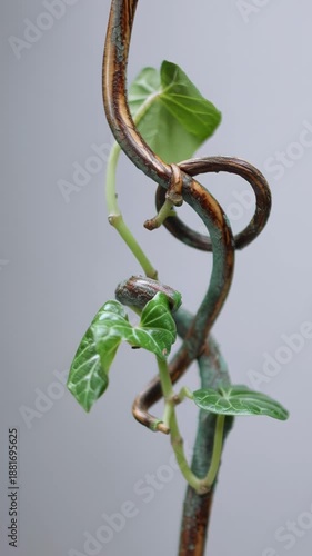 A vibrant plant stem with multiple green leaves, curling around a detailed, textured, brown vine on grey