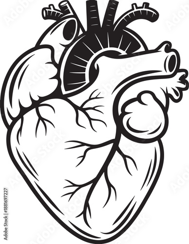 Black and white stylized anatomical human heart with arteries and veins anatomical heart