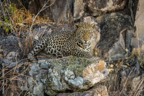 Wallpaper Mural leopard looking for prey in African savanna botswana  (Panthera pardus) Torontodigital.ca