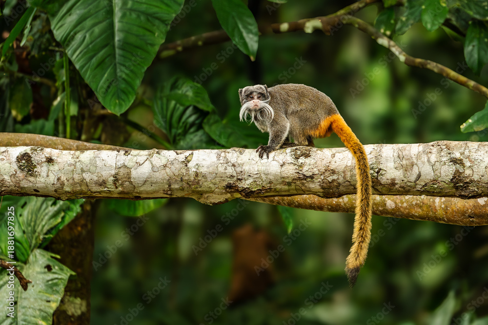 Obraz premium Emperor Tamarin - Saguinus imperator, portrait of small beautiful primate with long white moustache from tropical forests of Amazonia, Brazil.