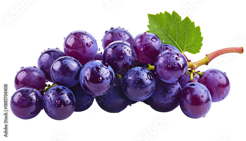 Close-up of a bunch of ripe, dark purple grapes with a green leaf and water droplets