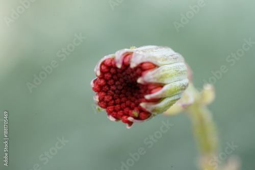 Vászonkép Unopened Red Flower Bud Close Up Macro Shot