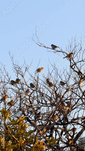 flock of eurasian tree sparrows on tree with morning light