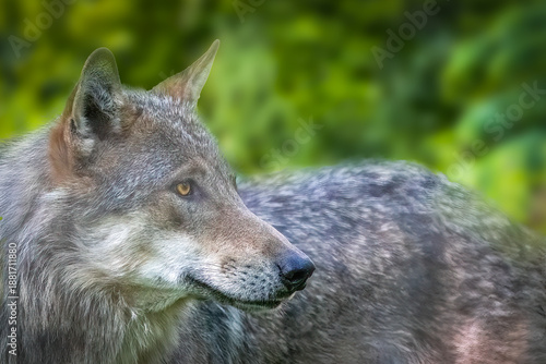 Grey Wolf Profile Portrait in Lush Green Forest Representing Wild Intelligence and Wilderness Beauty with copy space