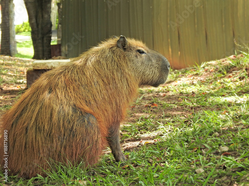 Close-up of a full-body view of a capybara seen in profile. It has a serene expression. Photographed in a park. Fur with golden tones. This animal is a mammal native to South America.