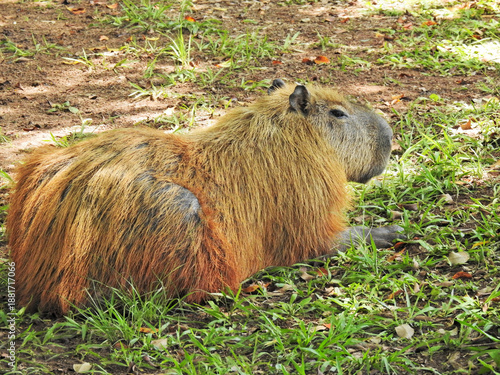 Close-up of a capybara in profile, resting and sunbathing. It has a serene expression. Photographed in a park. Fur with golden tones. This animal is a mammal native to South America.