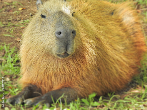 Close-up of a capybara seen from the front, resting in a park. Its face and beautiful golden-toned fur, illuminated by the sun, stand out. It has a serene expression.This animal is a mammal native to 