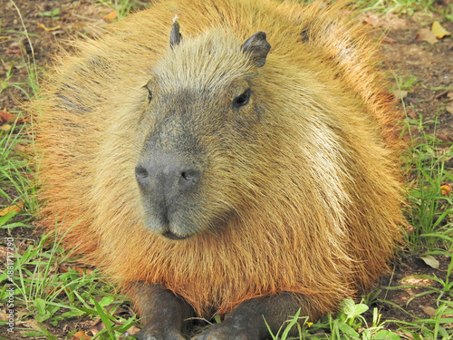 Close-up of a capybara seen from the front, resting in a park. Its face and beautiful golden-toned fur, illuminated by the sun, stand out. This animal is a mammal native to South America.