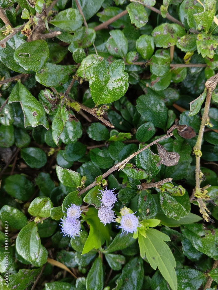 Fototapeta premium Lush Green Foliage with Delicate Purple Blooms