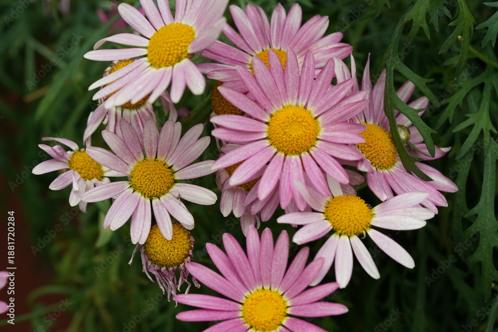 Fototapeta premium Beautiful Pink and White Daisies in a Garden Setting