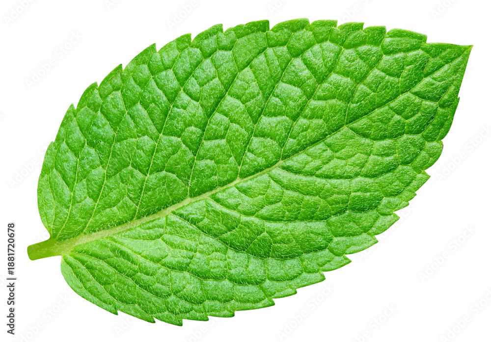 Fototapeta premium Spearmint leaf isolated on transparent background. Mint png. Macro shot