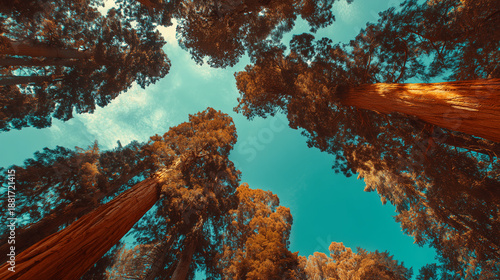 Retro travel concept featuring a worm's eye view of massive redwood trees