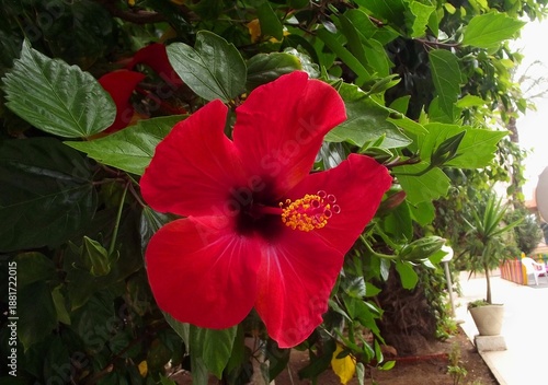 Red hibiscus flower. Tropical plant blossom.