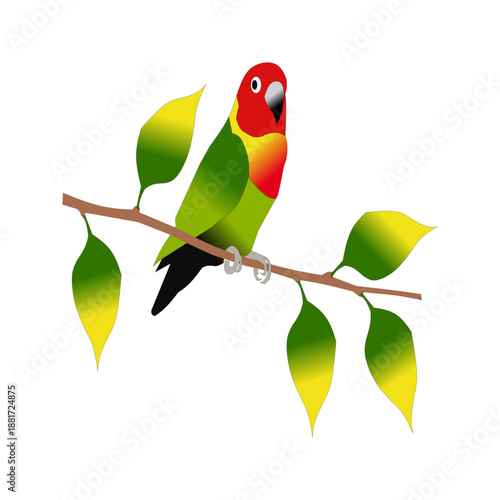 Lovebird Bird Vector Illustration Perched on Branch
