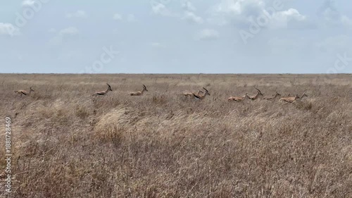 Herd of Thomson's gazelle (Eudorcas thomsonii) running in the savannah in Serengeti National Park, Tanzania.