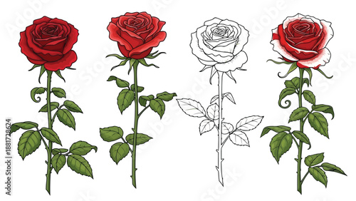 A beautiful illustration showcases four roses in varying styles colored shaded outlined and partially colored