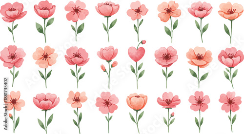 Watercolor illustration of multiple pink and peach tulips on white background